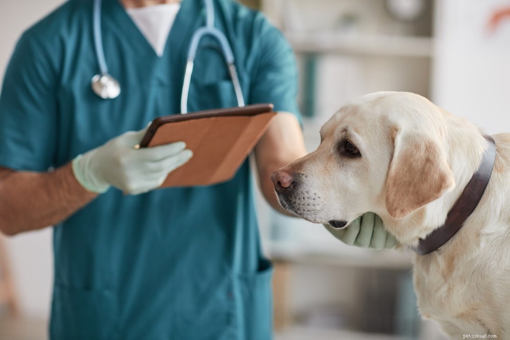Antivriesvergiftiging bij honden