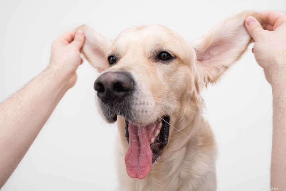 Infection de l oreille du chien :causes et comment y remédier