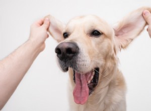 Infekce psího ucha:Příčiny a jak pomoci