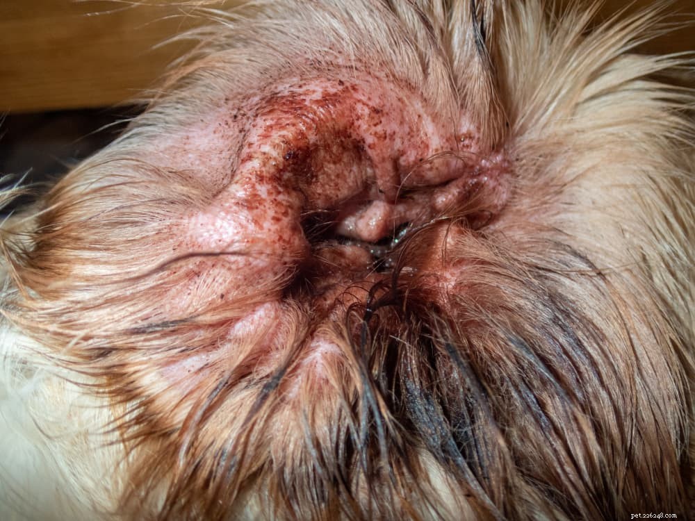 Hondenoorinfectie:oorzaken en hoe te helpen