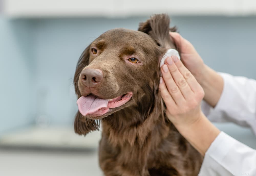 개 귀 감염:원인 및 해결 방법