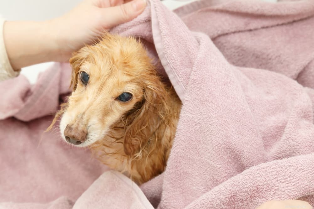 Инфекция ушей у собак:причины и способы лечения