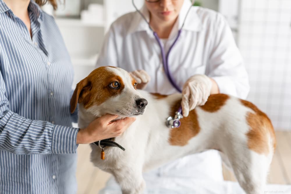 Слизь в собачьих фекалиях:причины и способы лечения