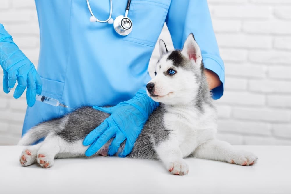 Injekce proti alergii pro psy:Potřebuje je vaše štěně?
