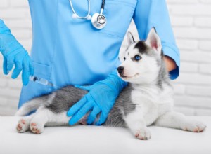 Injeções de alergia para cães:seu filhote precisa delas?