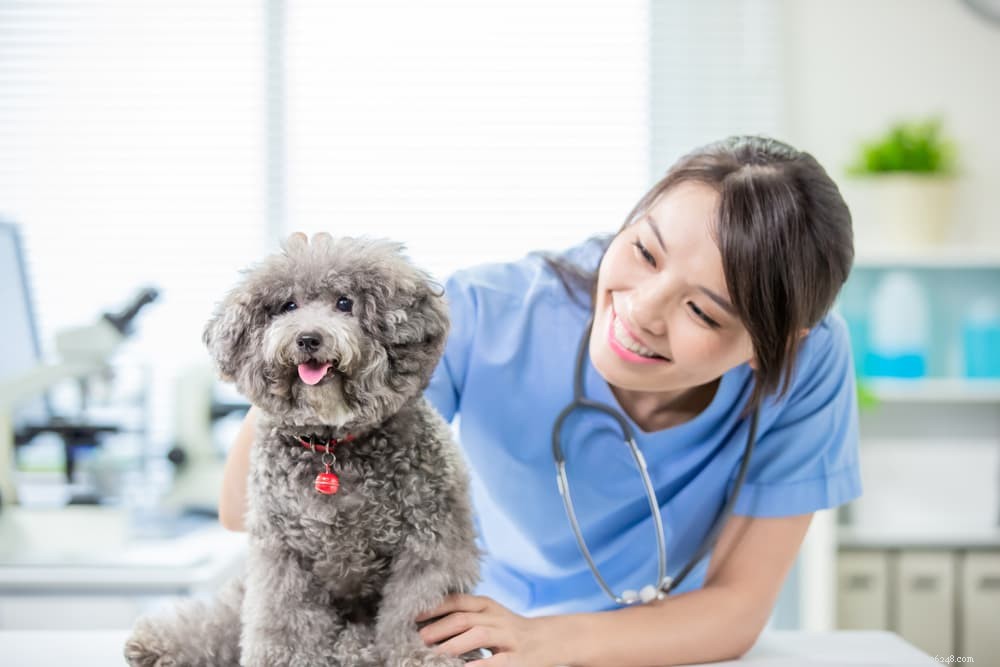 Injekce proti alergii pro psy:Potřebuje je vaše štěně?