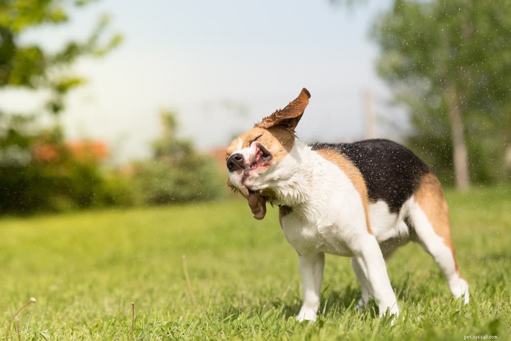 Scatti allergici per cani:il tuo cucciolo ne ha bisogno?