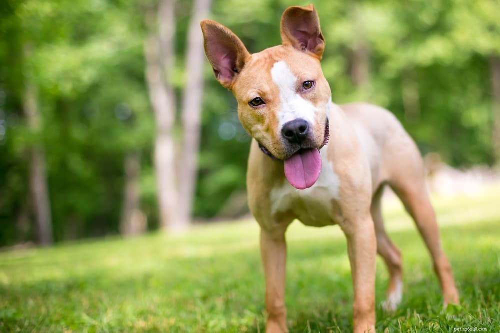 Allergie-injecties voor honden:heeft uw pup ze nodig?