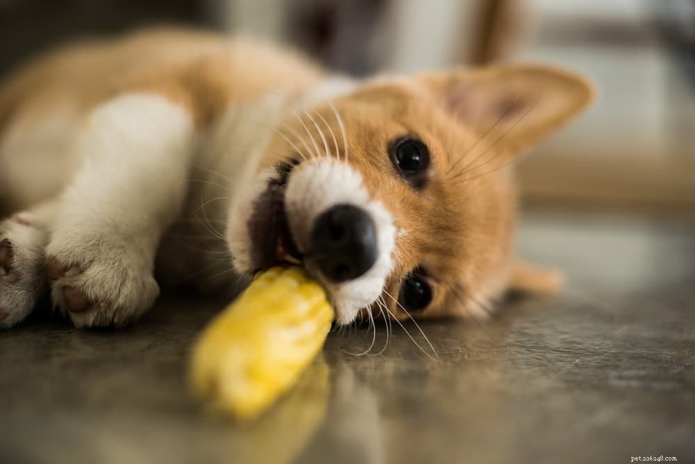 Gele hondenpoep:wat het betekent