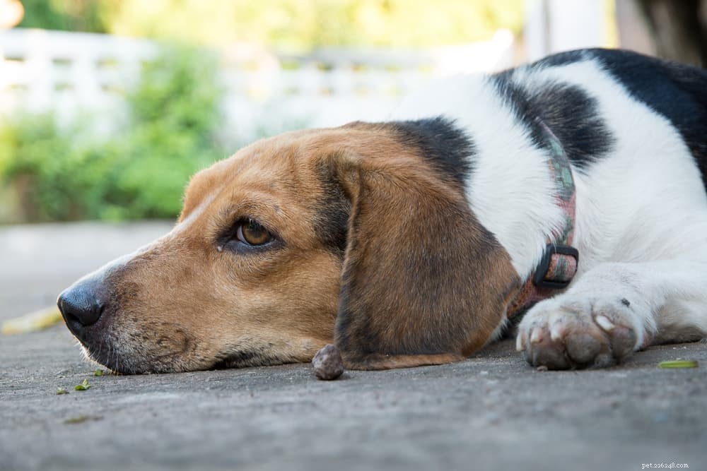 Diarrea del cane:cause e come aiutare