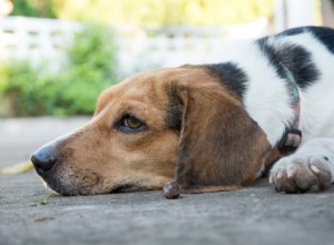 犬の下痢：原因と助け方 