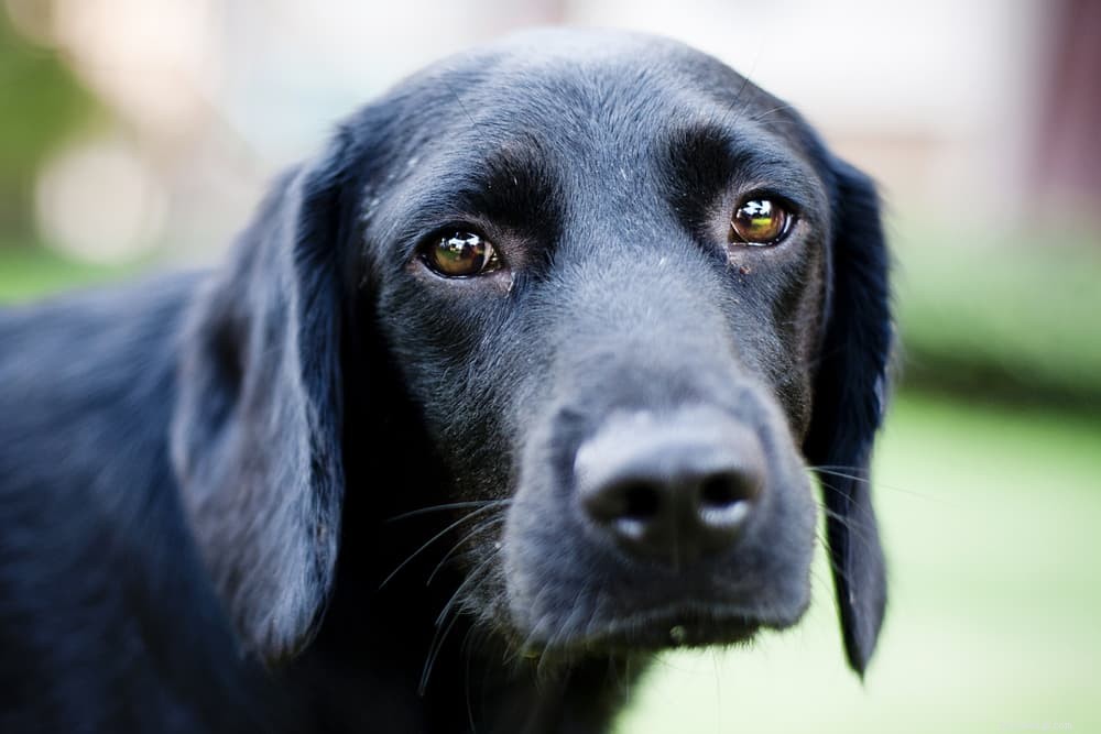 Hunddiarré:orsaker och hur man hjälper