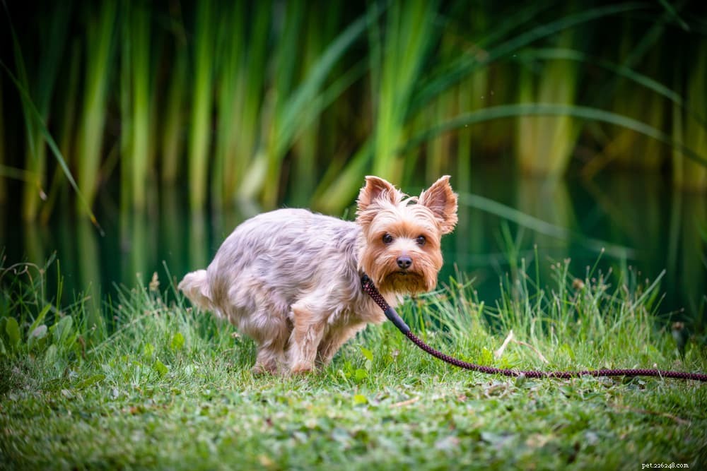 Diarrhée du chien :causes et comment y remédier