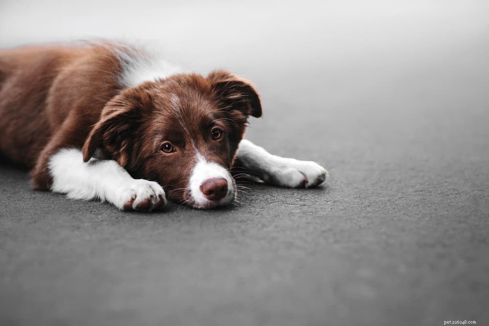 Диарея у собак:причины и способы лечения