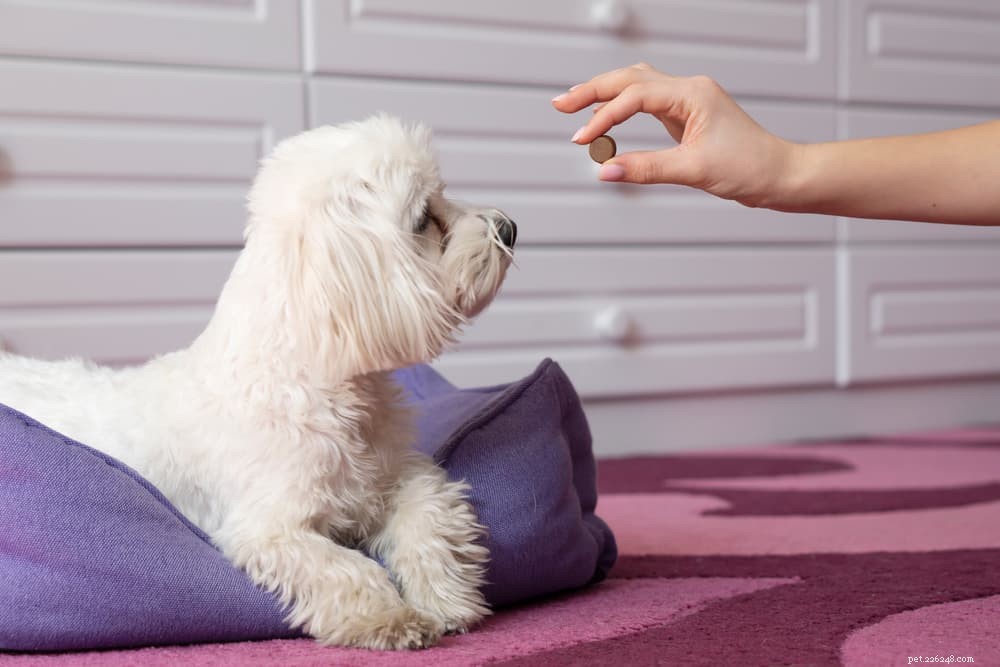 Диарея у собак:причины и способы лечения