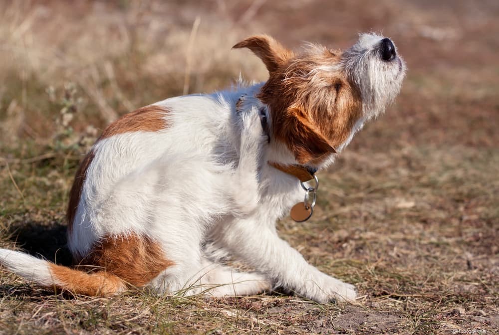 6 psích kožních onemocnění, o kterých byste měli vědět