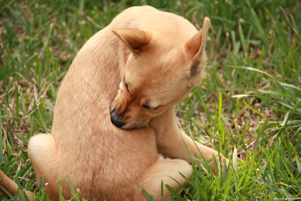 6 huidaandoeningen bij honden die u moet kennen