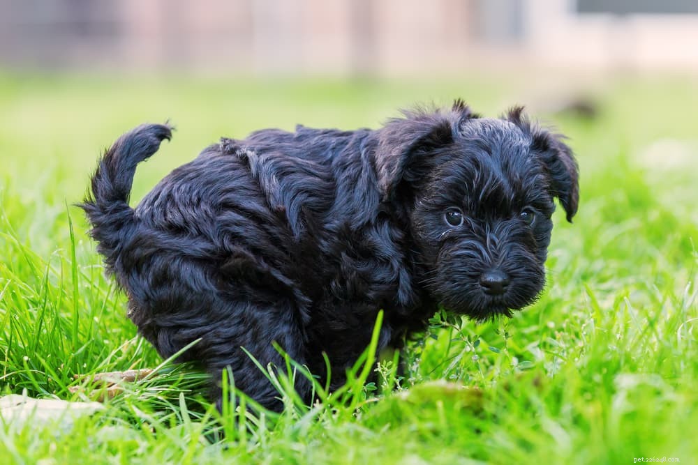 Soft Dog Poop：Causes and How to Help