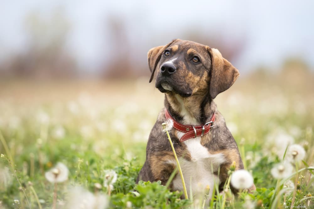 Zachte hondenkak:oorzaken en hulp