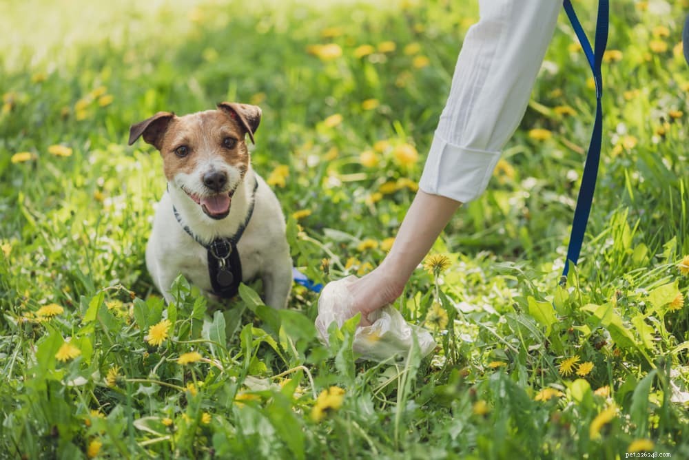 Zachte hondenkak:oorzaken en hulp