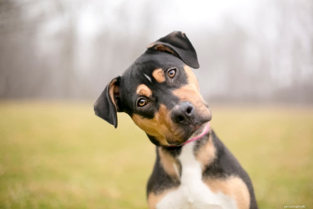 Hudtaggar på hundar:Hur man identifierar och behandlar dem