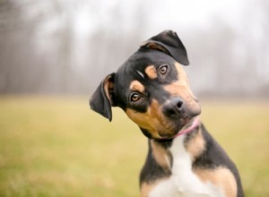 개 피부 태그:개를 식별하고 치료하는 방법