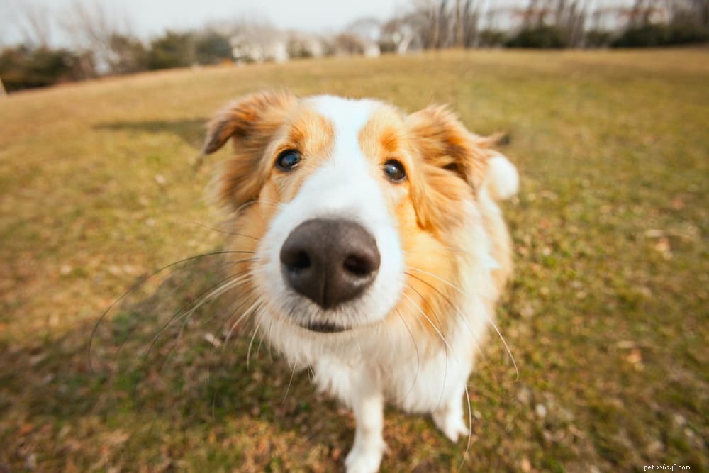 Etichette cutanee sui cani:come identificarle e trattarle
