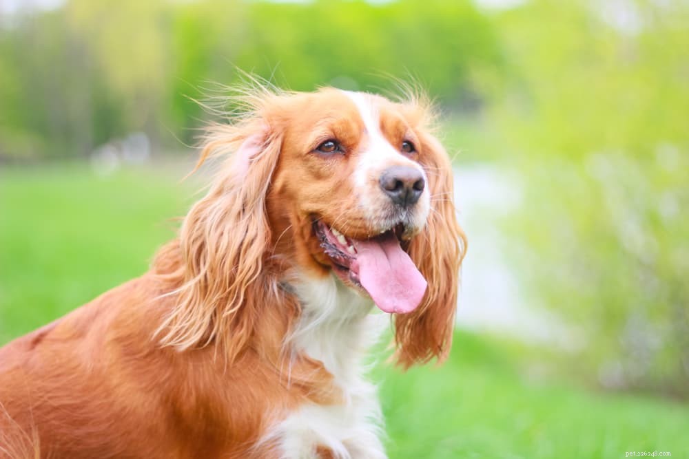 Kožní značky u psů:Jak je rozpoznat a léčit