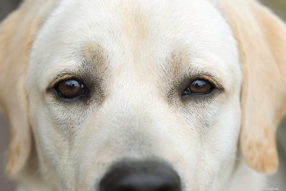 Etiquetas de pele em cães:como identificá-las e tratá-las