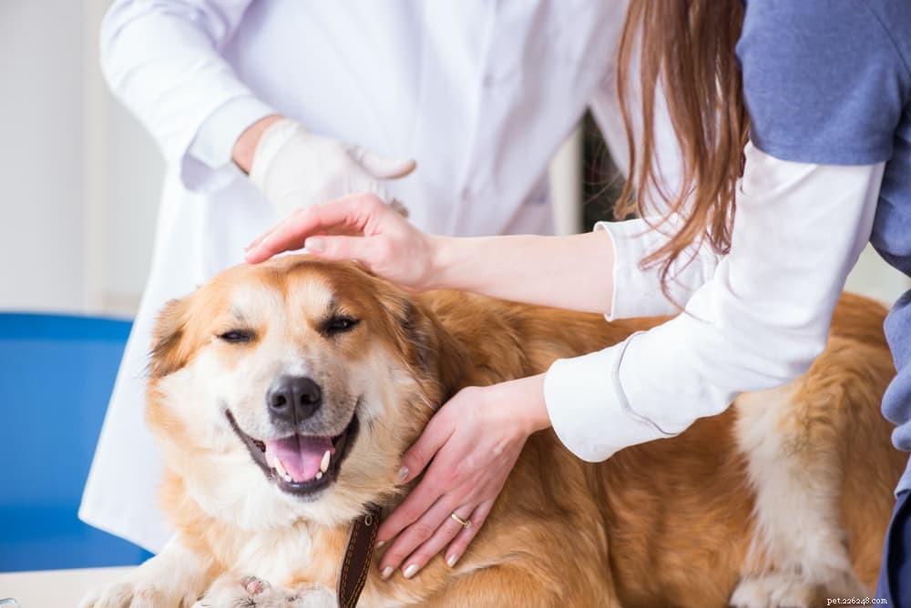 犬の皮膚タグ：犬を識別して治療する方法 