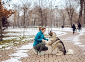 Patas de cachorro rachadas:dicas e tratamentos