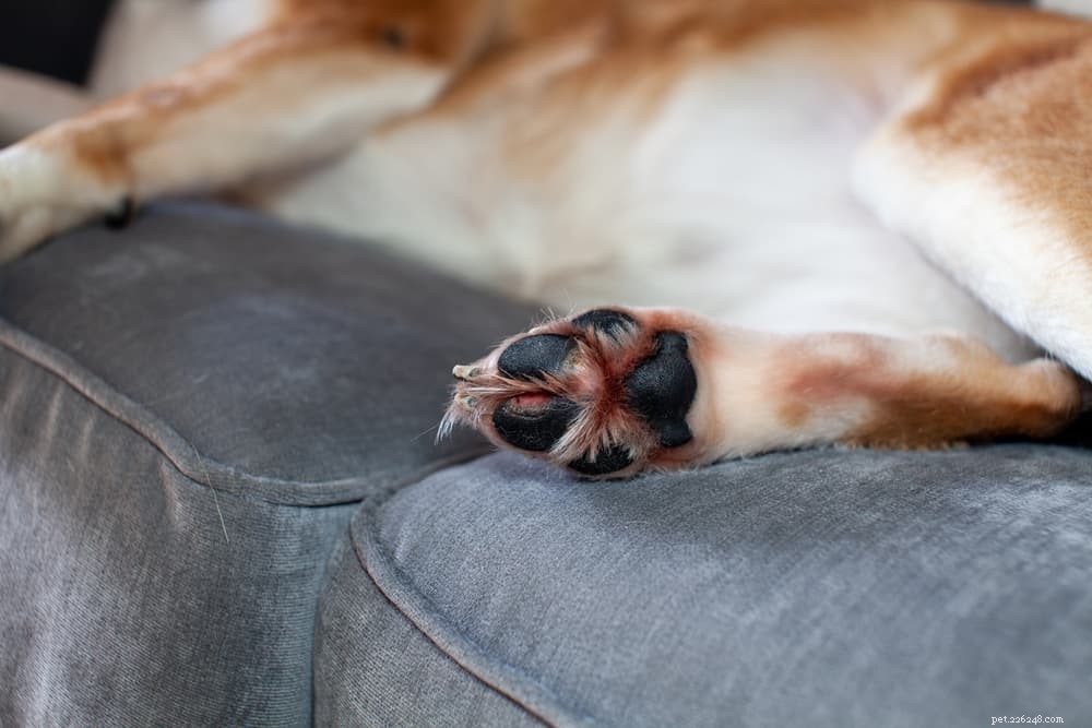 Patas de cachorro rachadas:dicas e tratamentos