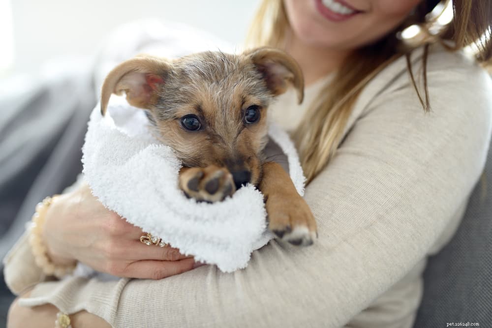 Gebarsten hondenpoten:tips en behandelingen