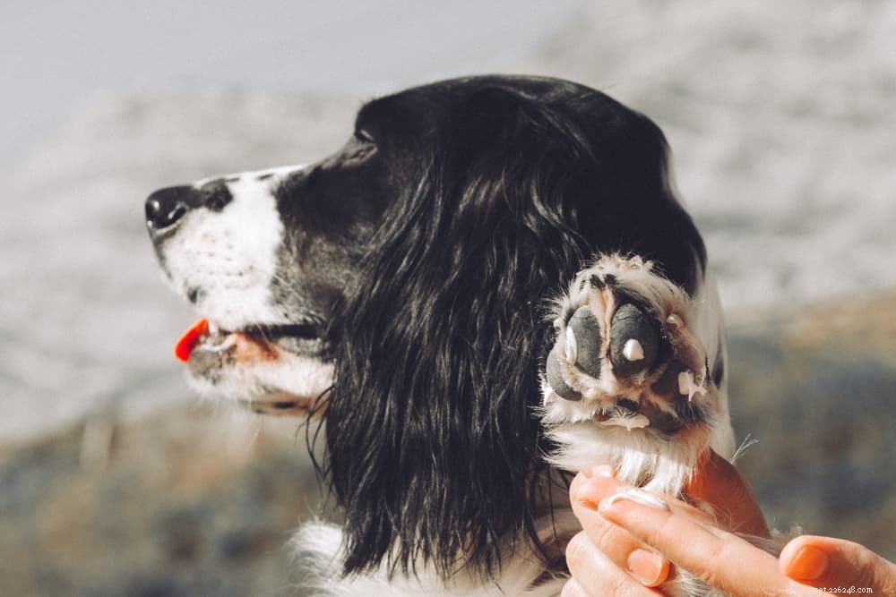 Knäckta hundtassar:tips och behandlingar