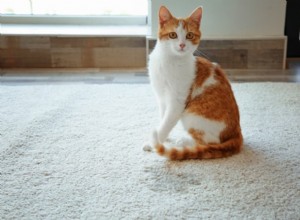 Blåsinflammation hos katter