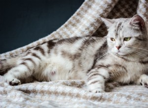 Zwangerschap bij katten:wat te verwachten