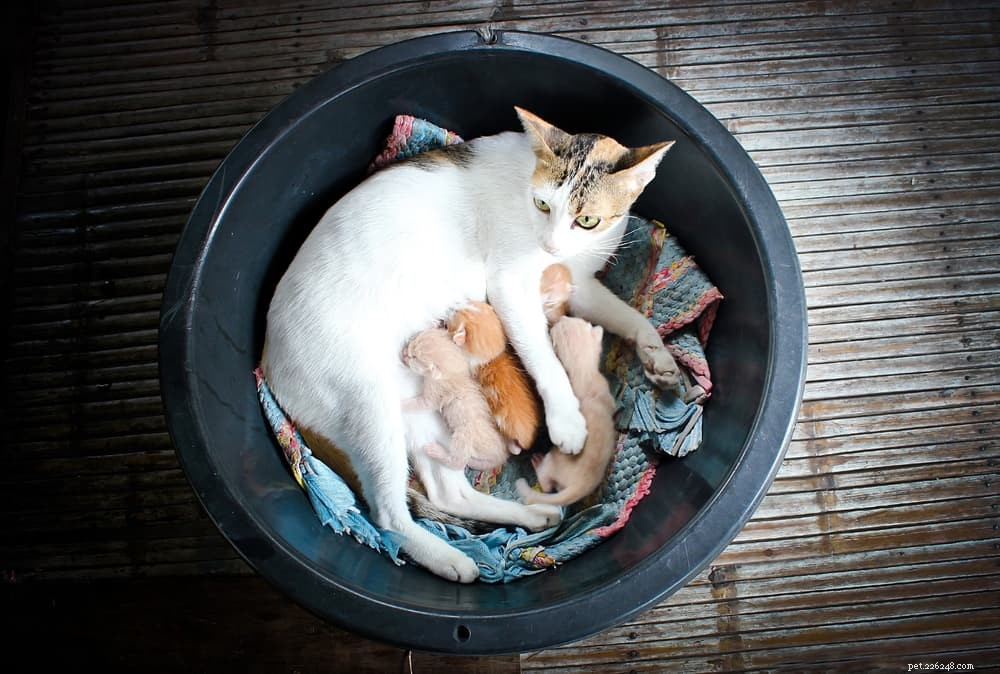 Беременность кошки:чего ожидать