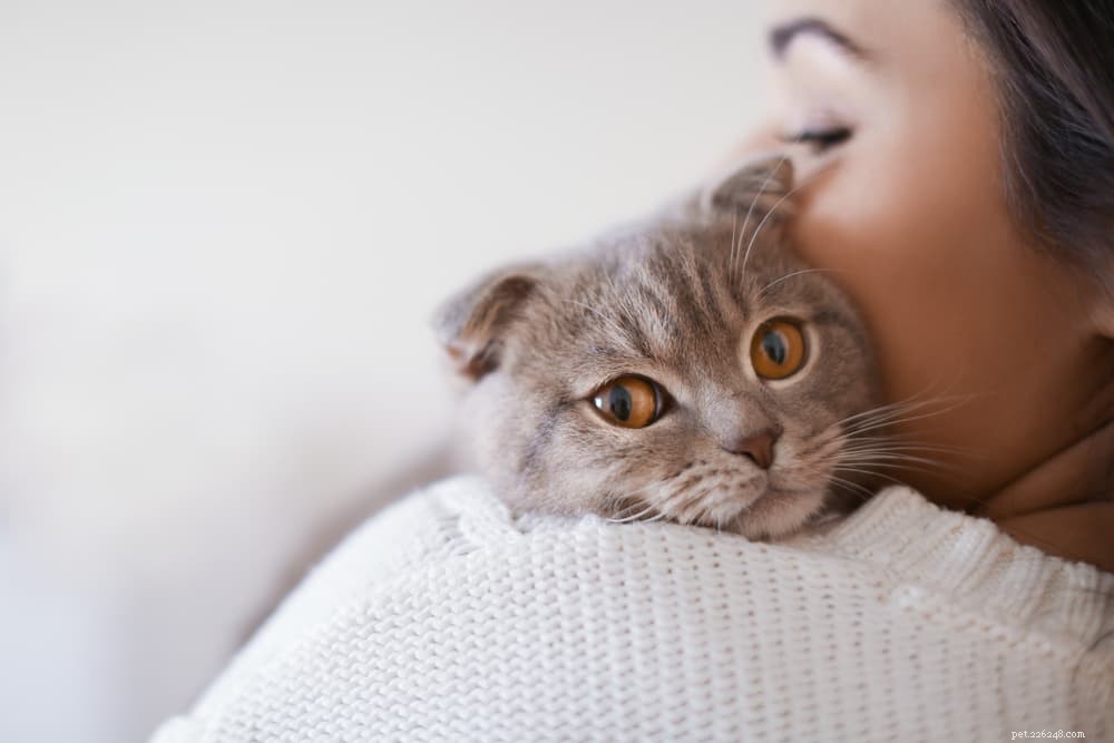 Сердечные шумы у кошек