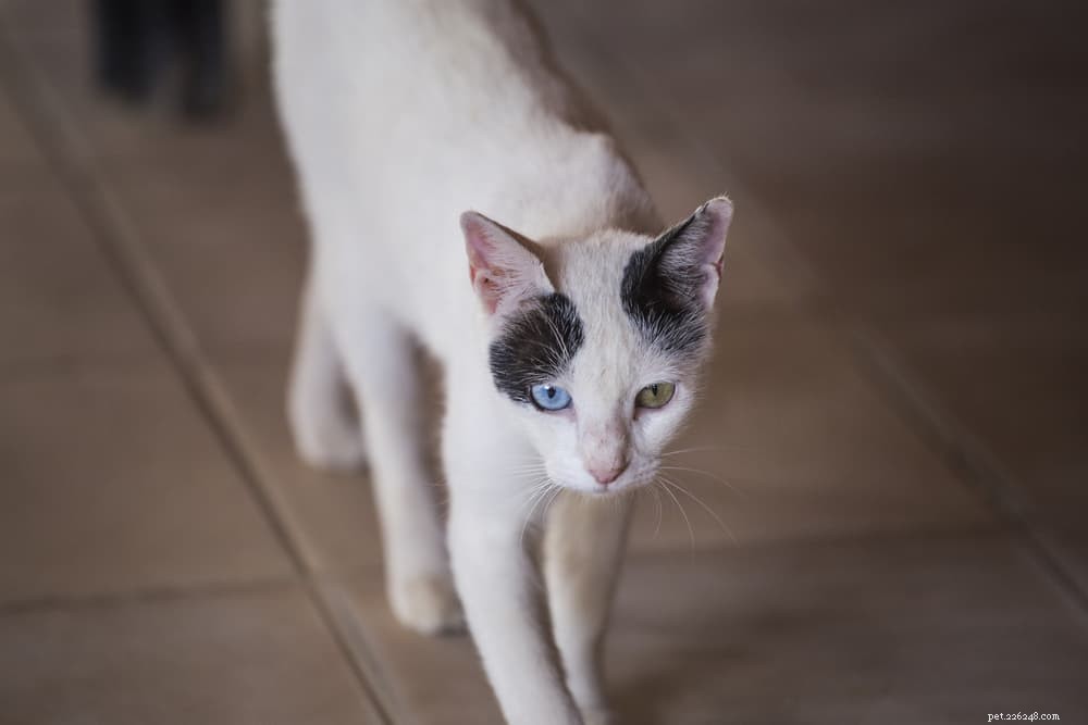 Peritonite infettiva felina (FIP) nei gatti