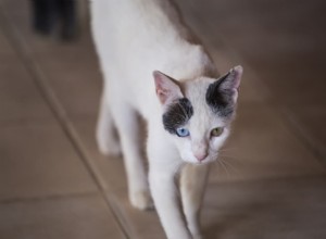 peritonite infecciosa felina (PIF) em gatos