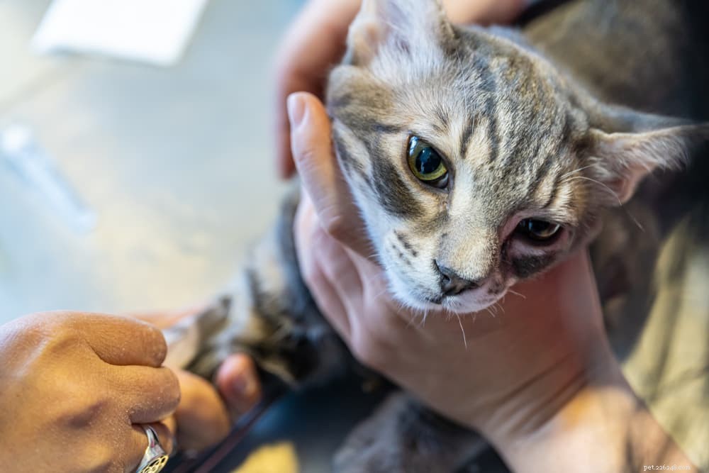 peritonite infecciosa felina (PIF) em gatos