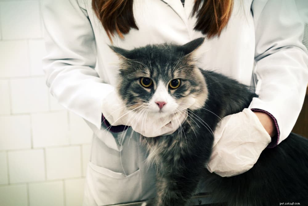 Anemia nei gatti