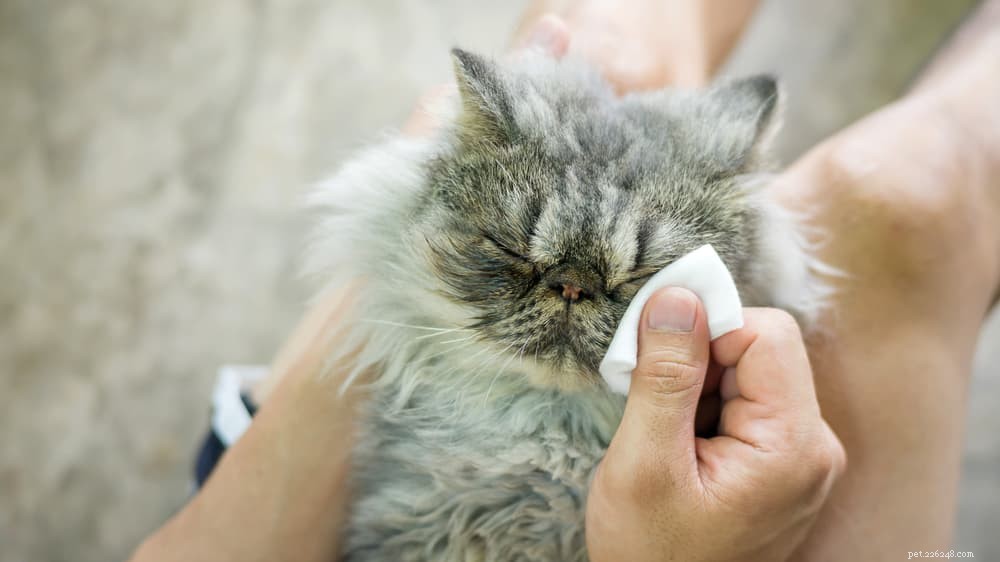 Infekce dýchacích cest u koček