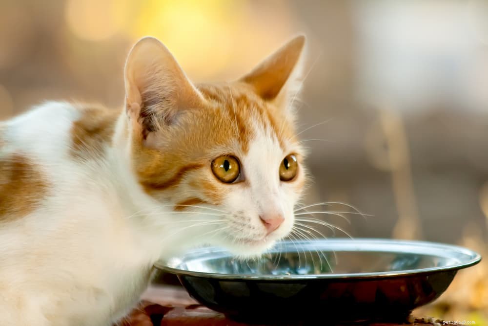 Desidratação em gatos