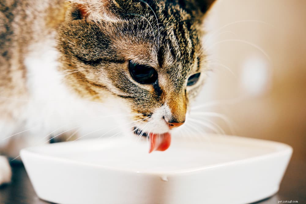 La déshydratation chez les chats