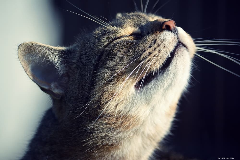Naso secco di gatto:cause e come aiutare