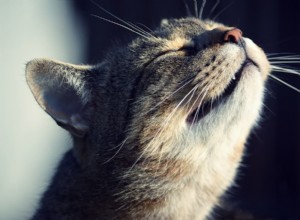 Nez sec du chat :causes et comment y remédier