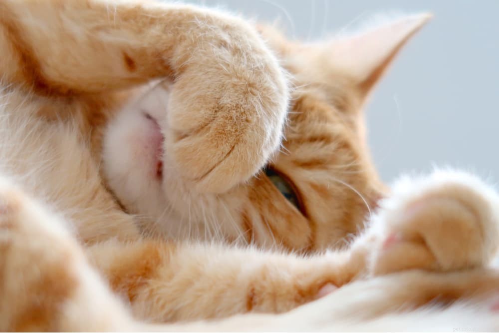 Сухой нос у кошек:причины и как помочь