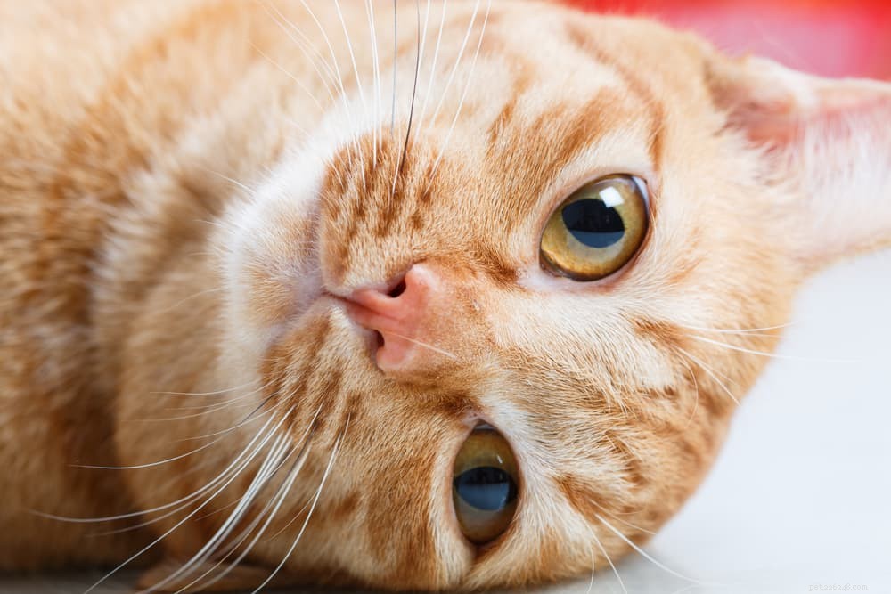 고양이 코 건조:원인 및 도움 방법