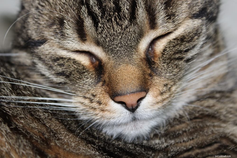 Naso secco di gatto:cause e come aiutare